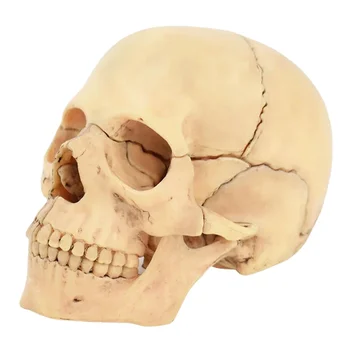 1:2 4D Основной Цвет Кости Черепа Съемная Модель Скелета из 15 Частей Анатомия Человека Медицинские Анатомические Модели
