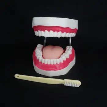 4-Кратное увеличение Стоматологический кабинет, обучение Чистке Зубов, Модель Обучения Зубам