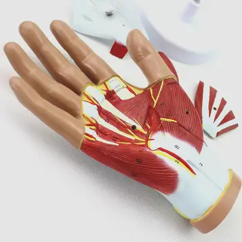 Анатомическая модель руки человека в натуральную величину из 4 частей, медицинская школа, ПВХ