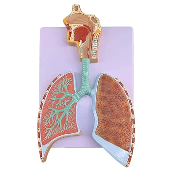 Многофункциональная реалистичная анатомическая модель дыхательной системы человека Показывает альвеолы Правого бронхиального дерева дыхательных путей