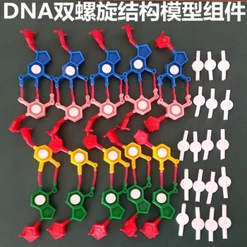 Модель структуры двойной спирали ДНК, компонент стандартной конфигурации, модель компонента, нуклеотид, бесплатная доставка