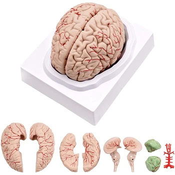 Модель человеческого мозга, Анатомическая Модель человеческого Мозга В натуральную величину С Подставкой для дисплея, Для изучения в классе естественных наук и преподавания