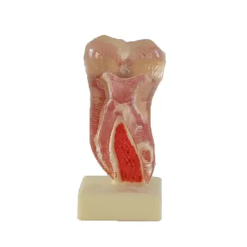 Человеческие зубы 6-кратный профиль анатомии Модель нижнечелюстного моляра Медицинское научное образование